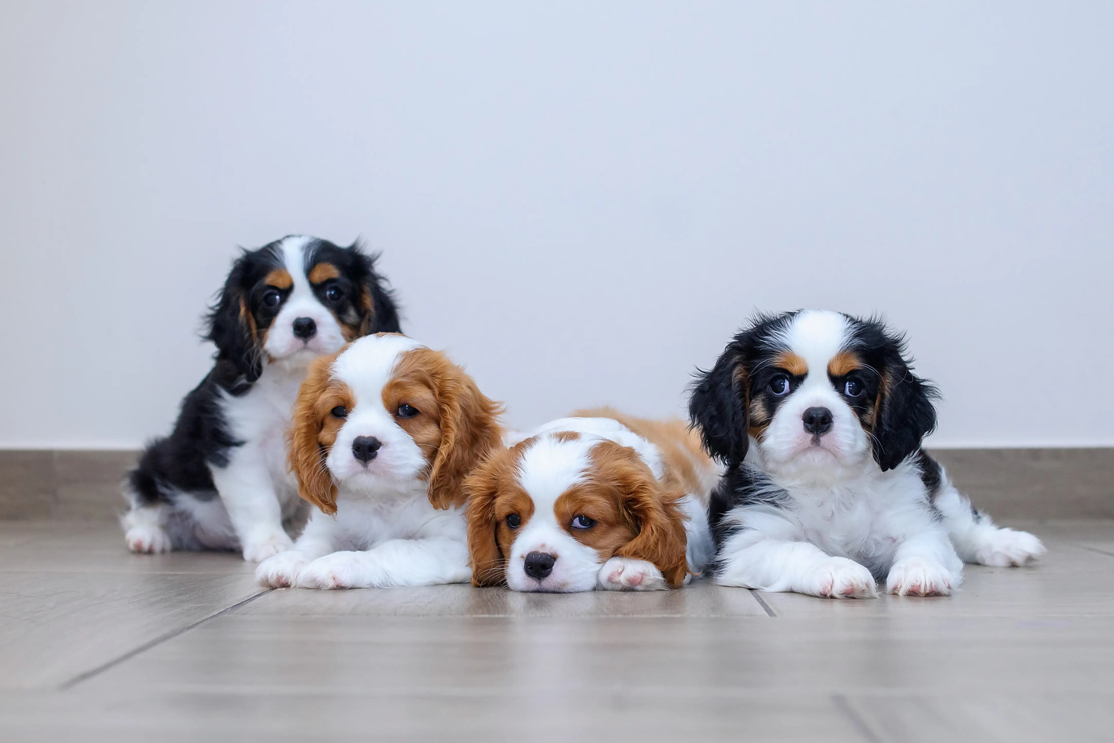 Choosing the Right Pet