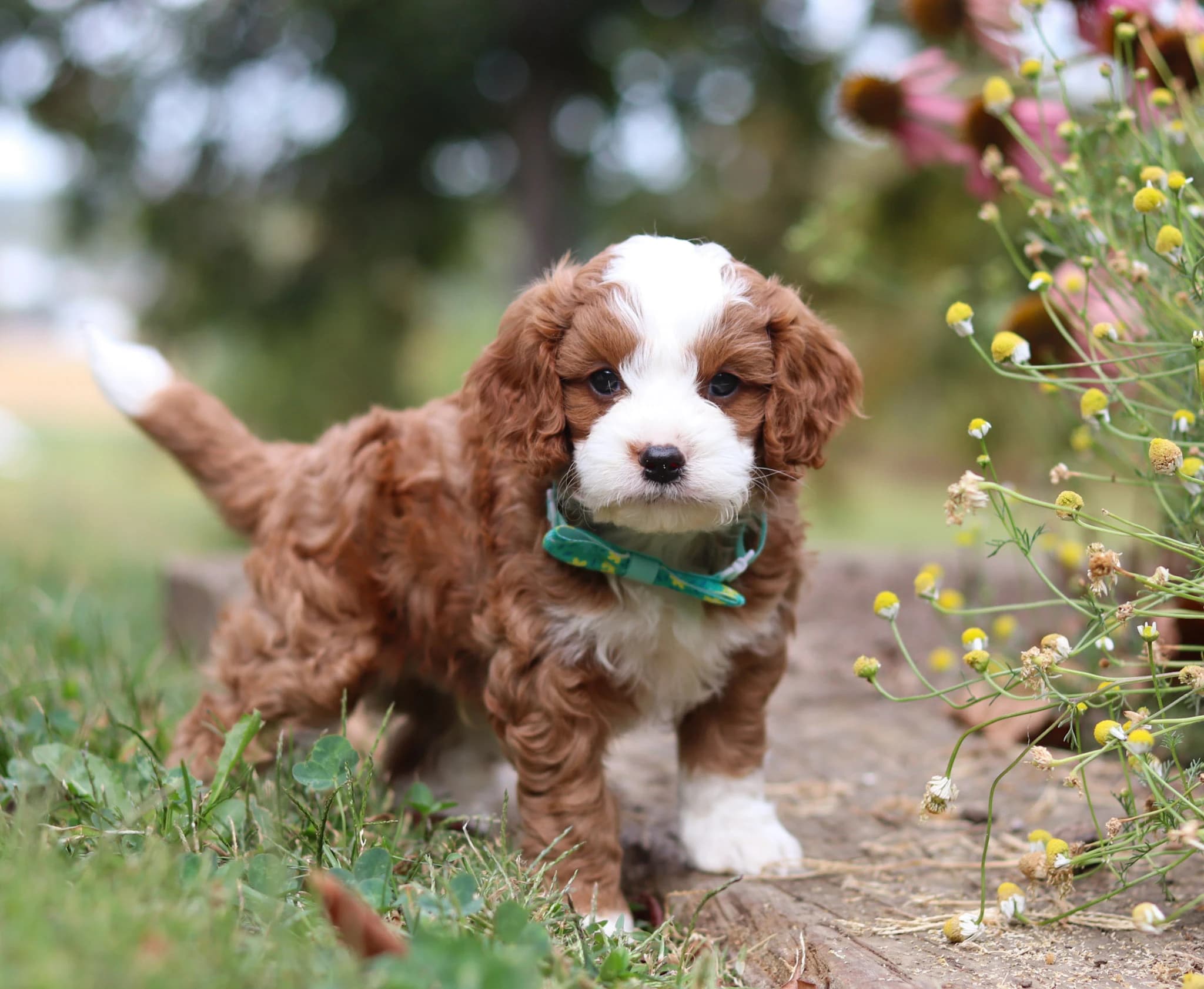 Happy puppy